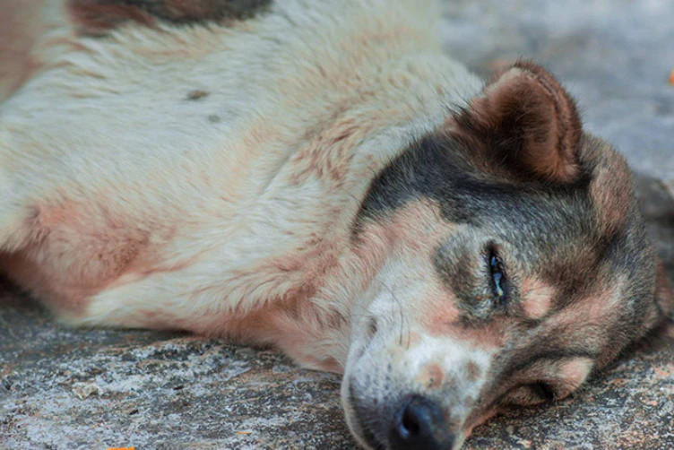 Chủ nuôi đang cấp cứu cho chó bằng cách cho uống dung dịch kích nôn, hành động sơ cứu kịp thời có thể cứu sống thú cưng