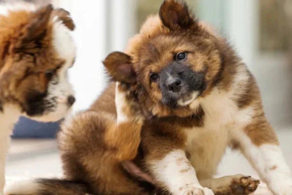 Vùng da của chó bị viêm đỏ, lông bết dính và có dấu hiệu tổn thương do viêm da