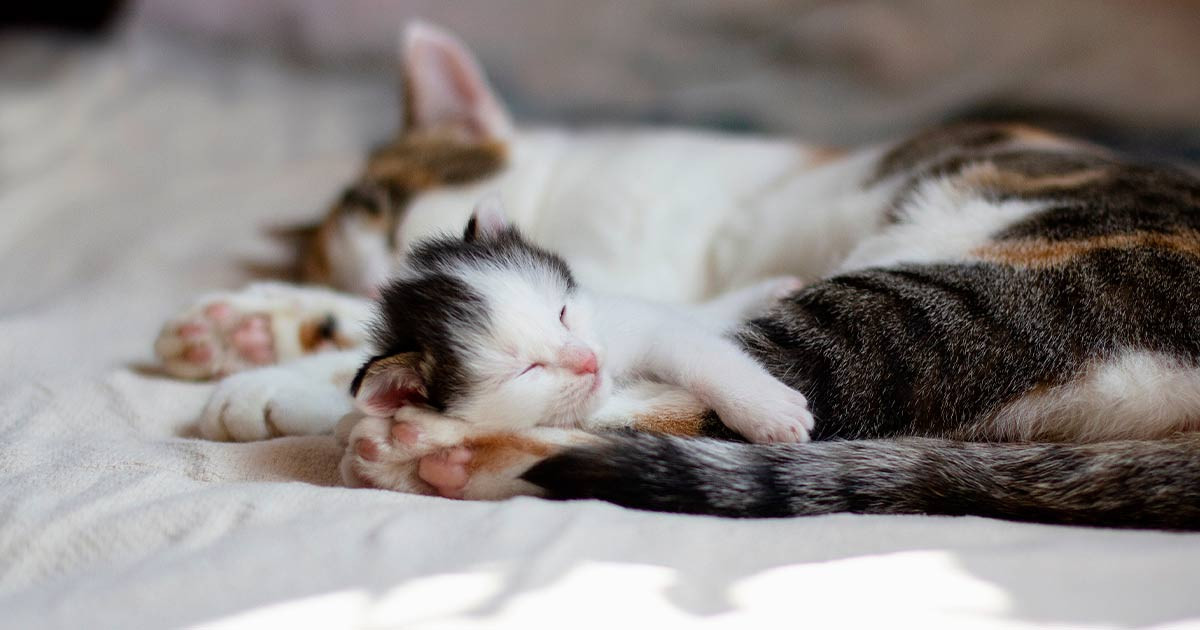 Mèo con sơ sinh nằm cạnh nhau với đôi mắt nhắm nghiền, cần sự chăm sóc đặc biệt