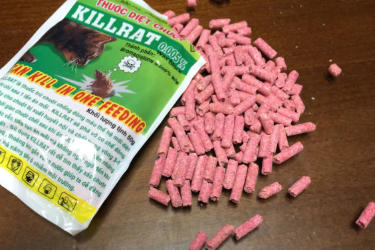 Bác sĩ thú y đang kiểm tra sức khỏe và tiến hành điều trị cho một chú chó bị ngộ độc