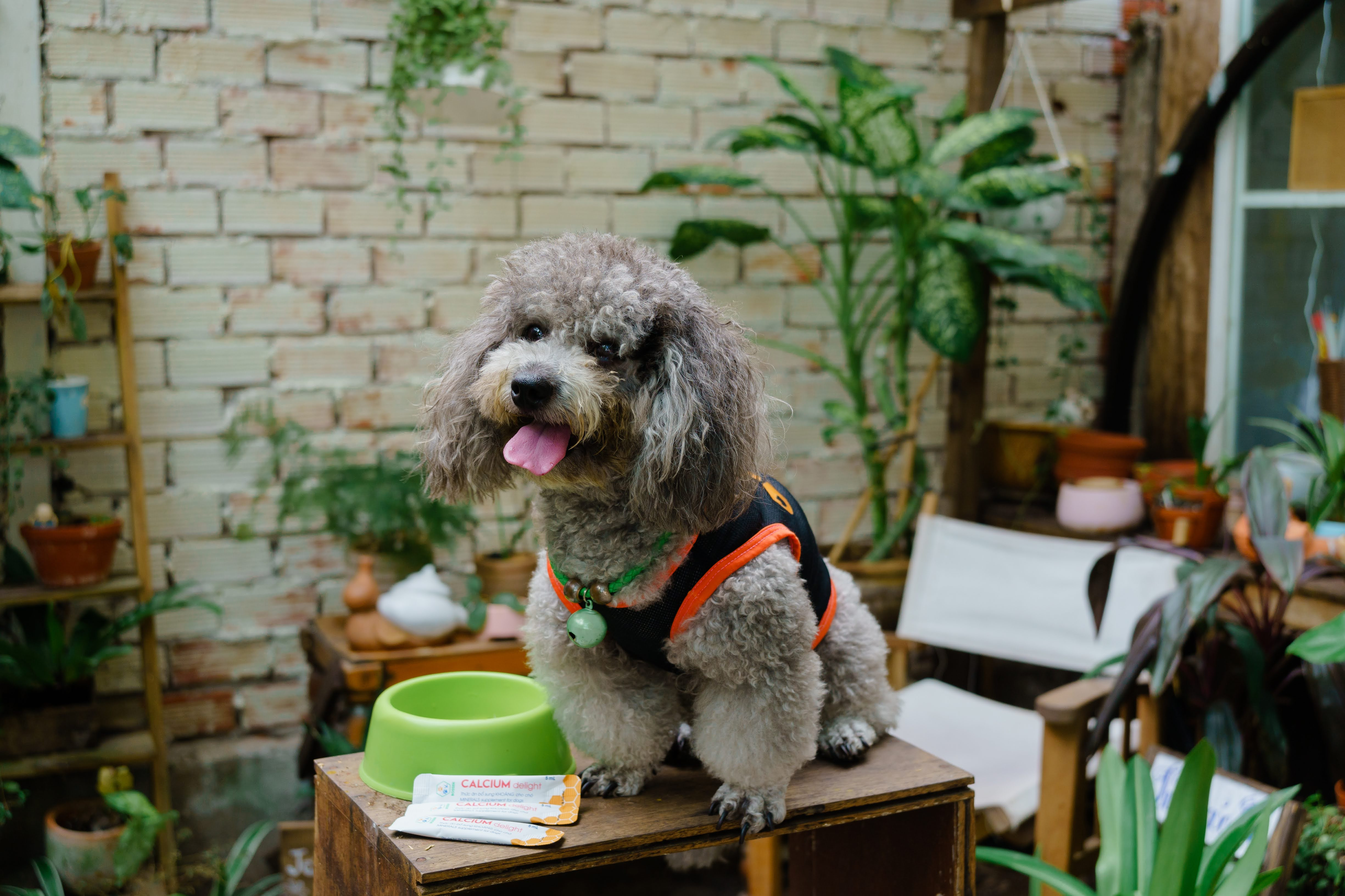 Chó con đang ăn viên canxi bổ sung dinh dưỡng