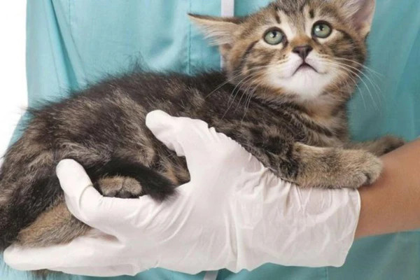 Cách nhỏ thuốc mắt an toàn cho mèo