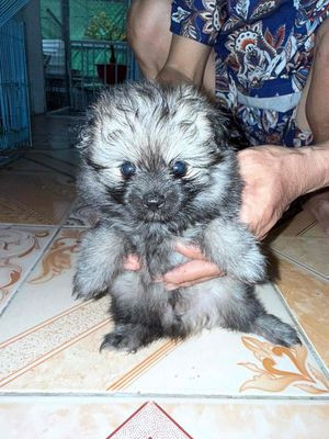 Ba chú chó Phốc Sóc xám đang đứng trên sàn gỗ, với bộ lông dày và đôi tai dựng đứng, thể hiện vẻ đáng yêu và tinh nghịch.