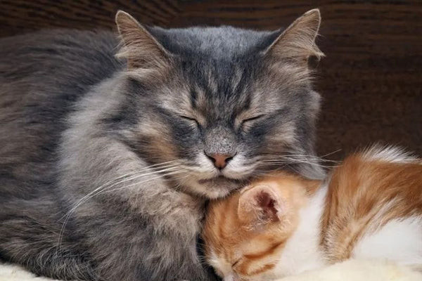 Chủ nuôi kiểm tra sức khỏe và giấy tờ của mèo đực trước khi phối giống