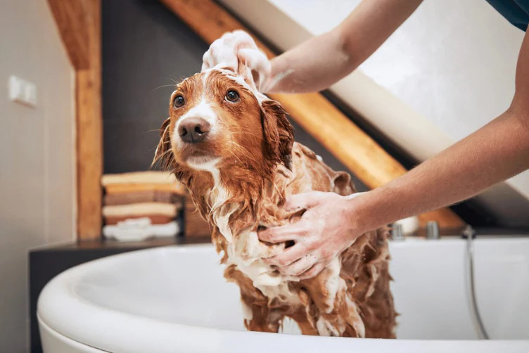 Chú chó được tắm rửa sạch sẽ, biểu tượng cho việc vệ sinh lông da định kỳ để phòng ngừa bệnh