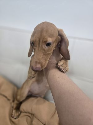 Chó Dachshund thân dài với đôi chân ngắn khỏe khoắn