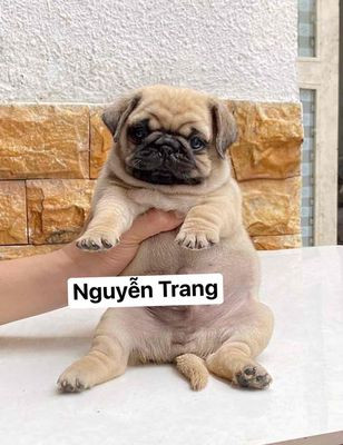 Chó Pug mặt xệ với đôi chân ngắn đáng yêu