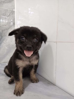 Chú chó Phốc lai Nhật lông xù gần 2 tháng tuổi với bộ lông màu đen trắng