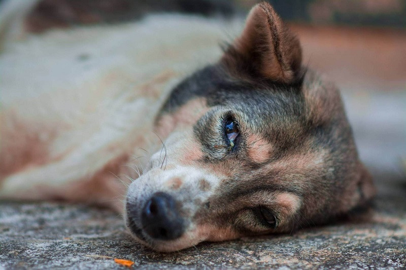 Thức ăn trong dạ dày bị đẩy ra ngoài qua đường miệng dưới tác động của các cơ dạ dày