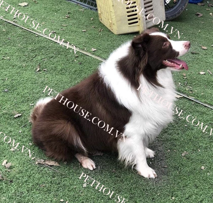 Chó Border Collie trưởng thành với bộ lông đen trắng nổi bật đang đứng trên nền cỏ