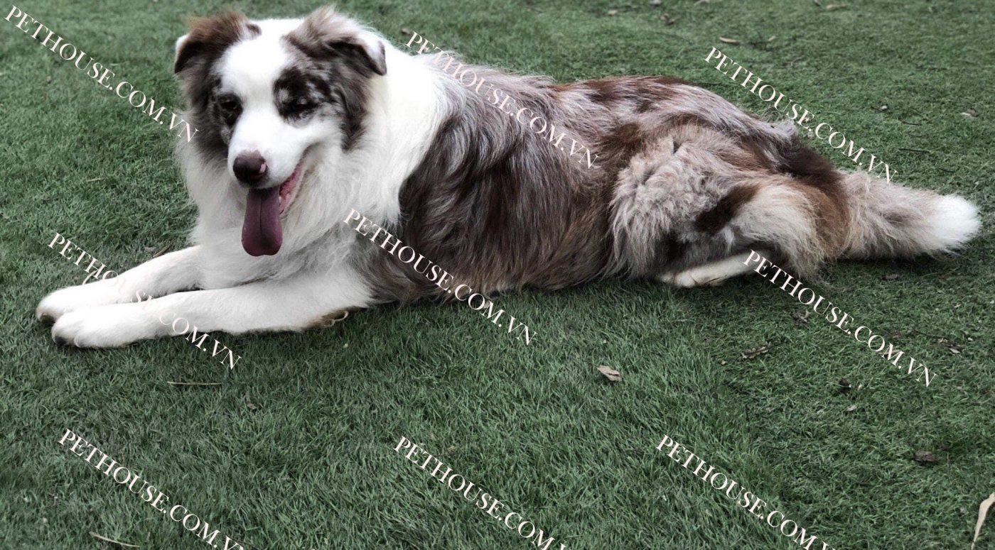 Chó Border Collie trưởng thành với bộ lông đen trắng mượt mà đang chạy trên đồng cỏ