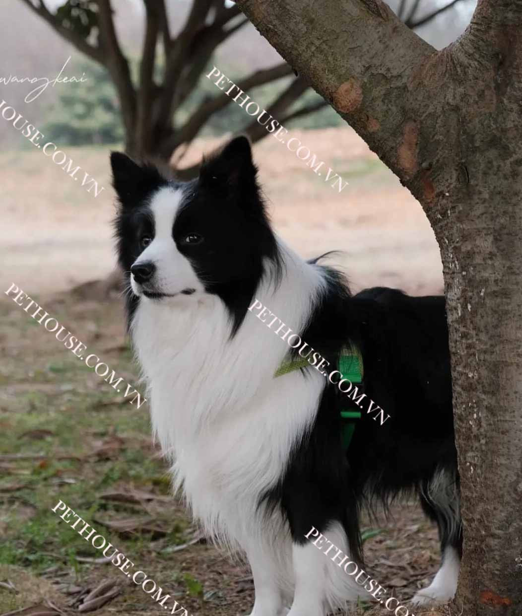 Chú chó Border Collie có bộ lông đen trắng óng mượt đang ngồi trên nền cỏ, với ánh mắt thông minh và cảnh giác