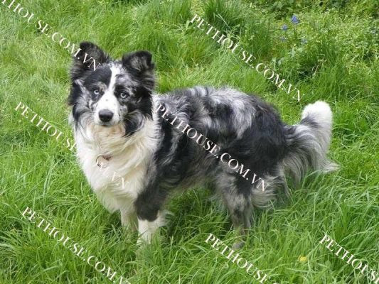 Chú chó Border Collie trưởng thành với bộ lông đen trắng đang nhìn về phía trước