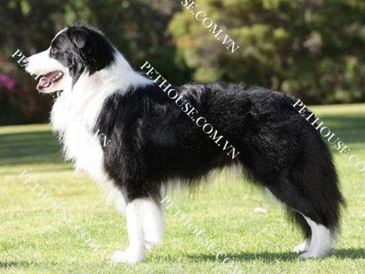 Một chú chó Border Collie có bộ lông đen trắng đang ngồi trên nền cỏ xanh, dáng vẻ thanh lịch và thông minh