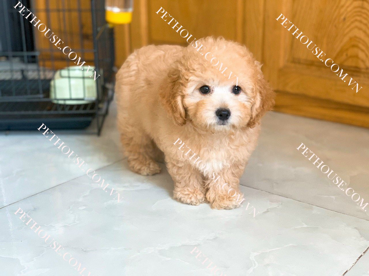 Chú chó Poodle Toy màu vàng mơ đang xuất chuồng tại Pet House với bộ lông mềm mại, đáng yêu