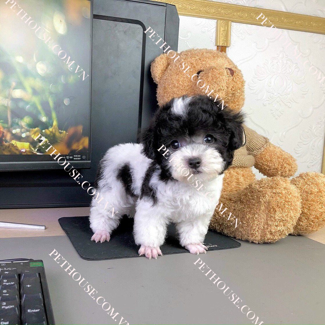 Chú chó Poodle Tiny màu bò sữa với bộ lông xoăn mượt mà và đôi mắt to tròn, biểu cảm ngây thơ