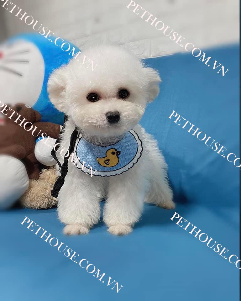 Hình ảnh chú chó Poodle trắng tinh khôi, khoảng 2 tháng tuổi, với bộ lông bông xù và đôi mắt đen tròn