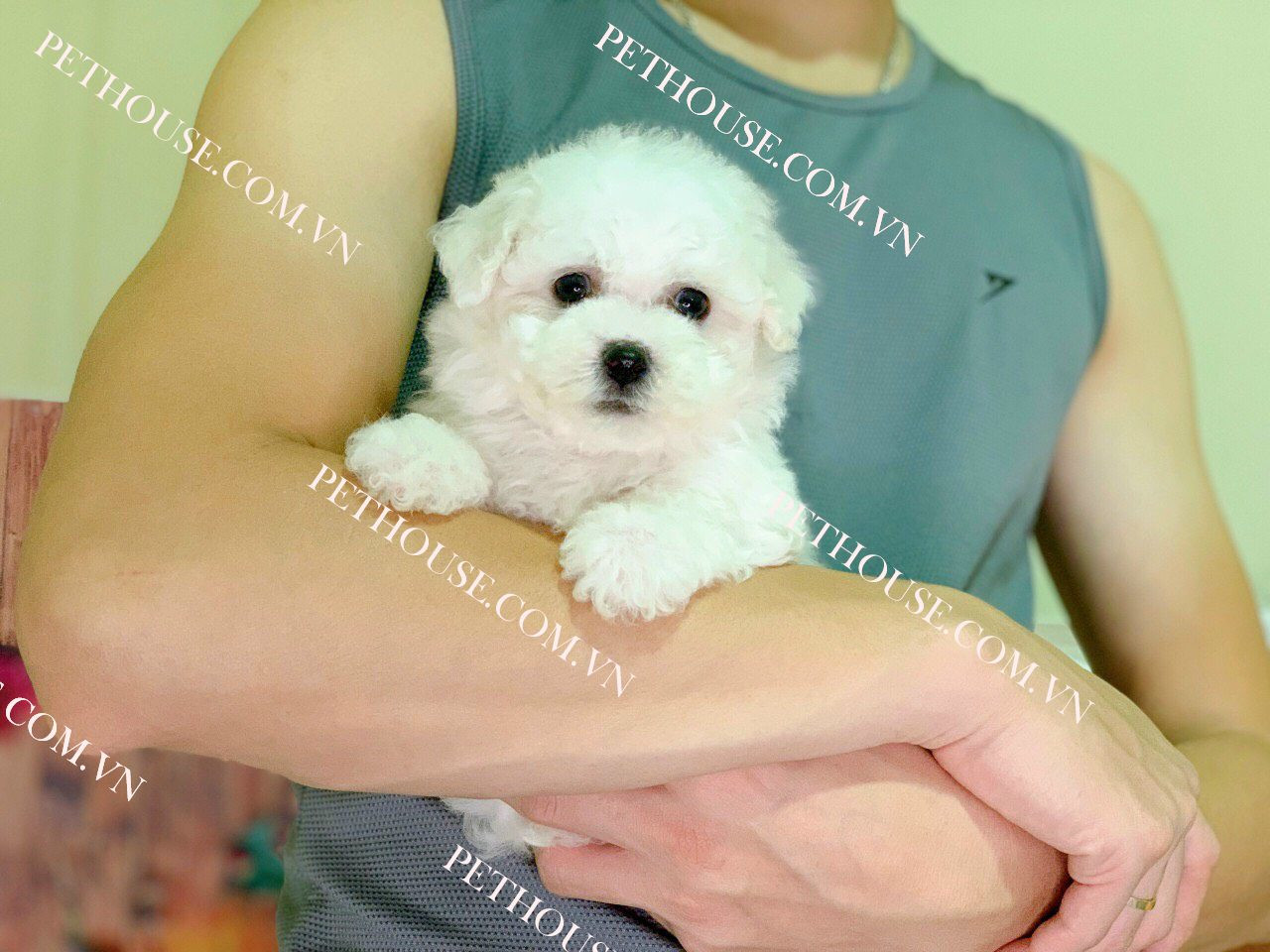 Chú chó Poodle với đôi mắt đen láy, long lanh thu hút mọi ánh nhìn bởi vẻ đẹp tinh khôi và biểu cảm đáng yêu