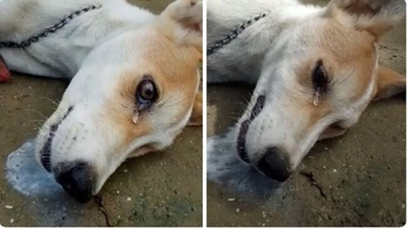 Chó mất kiểm soát cơ thể khi bị co giật