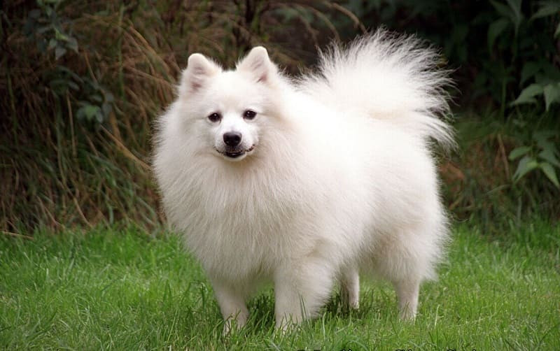 Chú chó Spitz Nhật với bộ lông trắng muốt và đôi mắt đen lém lỉnh