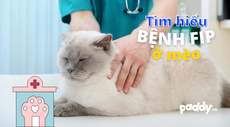 Mèo bị FIP và cách phòng ngừa