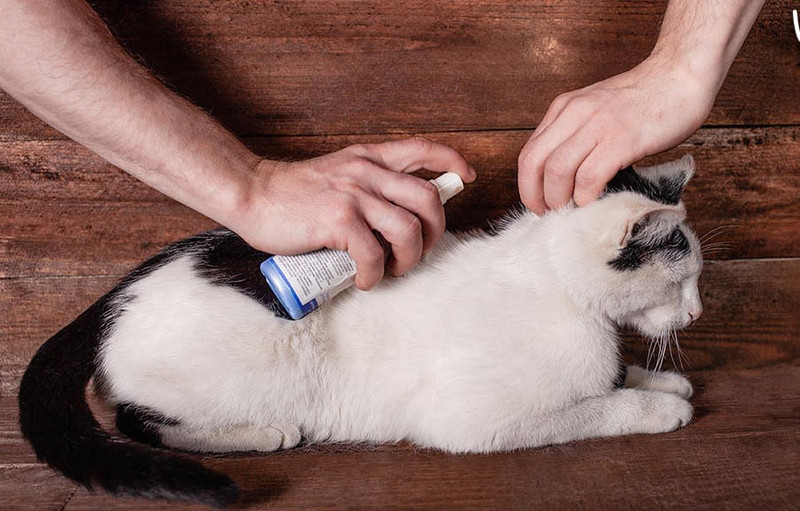 Bình xịt thuốc diệt rận chuyên dụng cho mèo