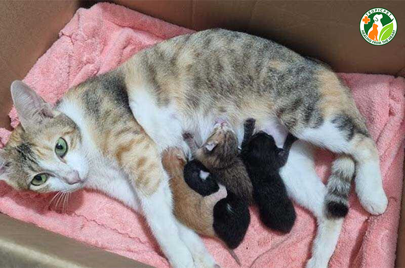 Sữa từ mèo mẹ cung cấp đầy đủ dưỡng chất và kháng thể cần thiết cho mèo con