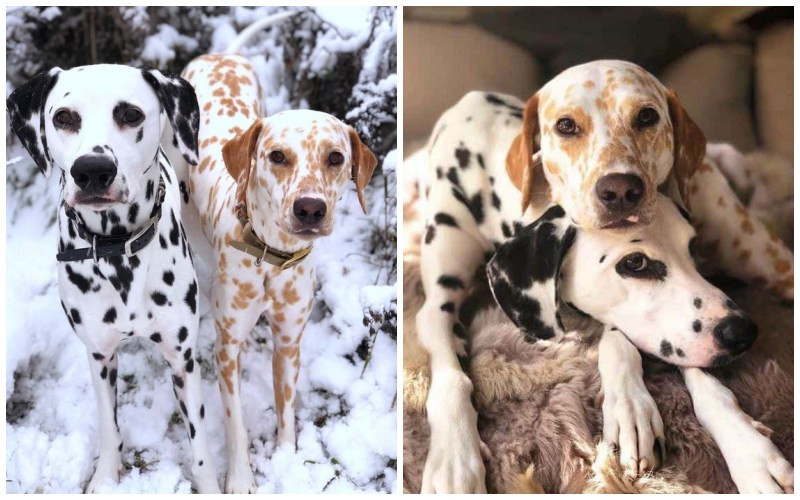 Chó Đốm sở hữu bộ lông ngắn với những đốm đen hoặc nâu nổi bật