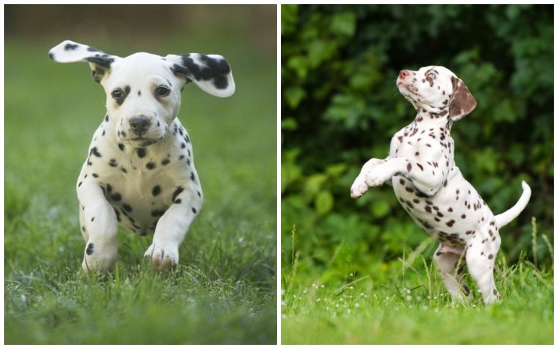 Chó Đốm là một người bạn bốn chân vô cùng đáng yêu và trung thành