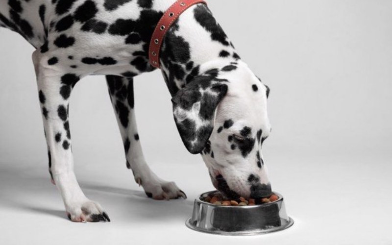Chó Đốm có thể ăn đa dạng các loại thức ăn, bao gồm cả thức ăn khô chuyên dụng