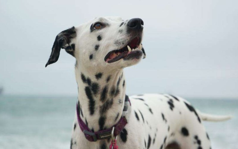 Kiểm tra sức khỏe định kỳ giúp phát hiện sớm các bệnh ở chó Đốm