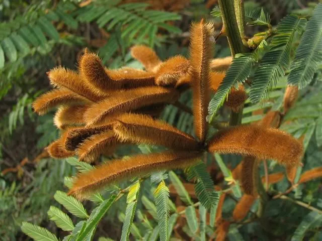 Người đang bị ngứa do tiếp xúc với cây mắt mèo