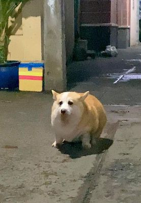 Chú chó Corgi vàng trắng với đôi chân ngắn đặc trưng