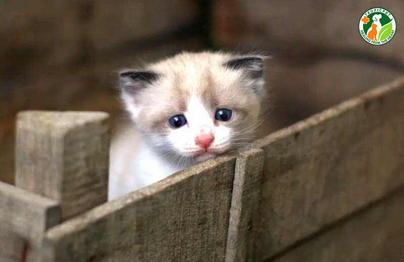 Mèo con nằm co ro, biểu hiện có thể bị tiêu chảy hoặc vấn đề sức khỏe khác