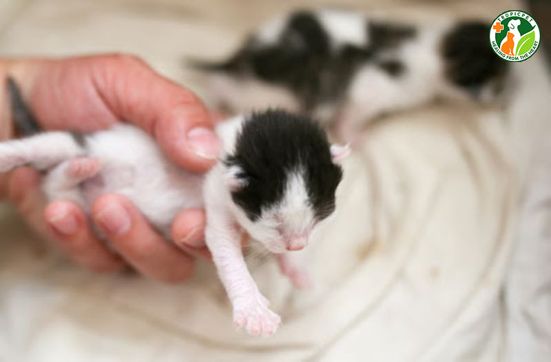 Mèo con sơ sinh với đôi mắt và tai còn nhắm, nằm cạnh nhau để giữ ấm