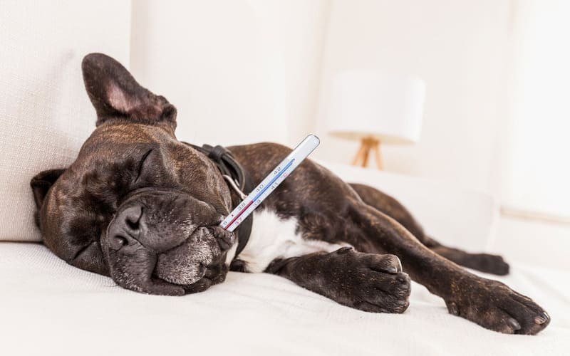 Chó nôn ra máu có thể có nhiều triệu chứng khác nhau