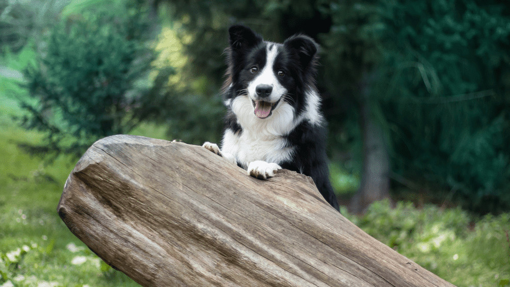 Chó Border Collie với vẻ mặt hiền lành, thể hiện sự ngoan ngoãn và tình cảm với gia đình