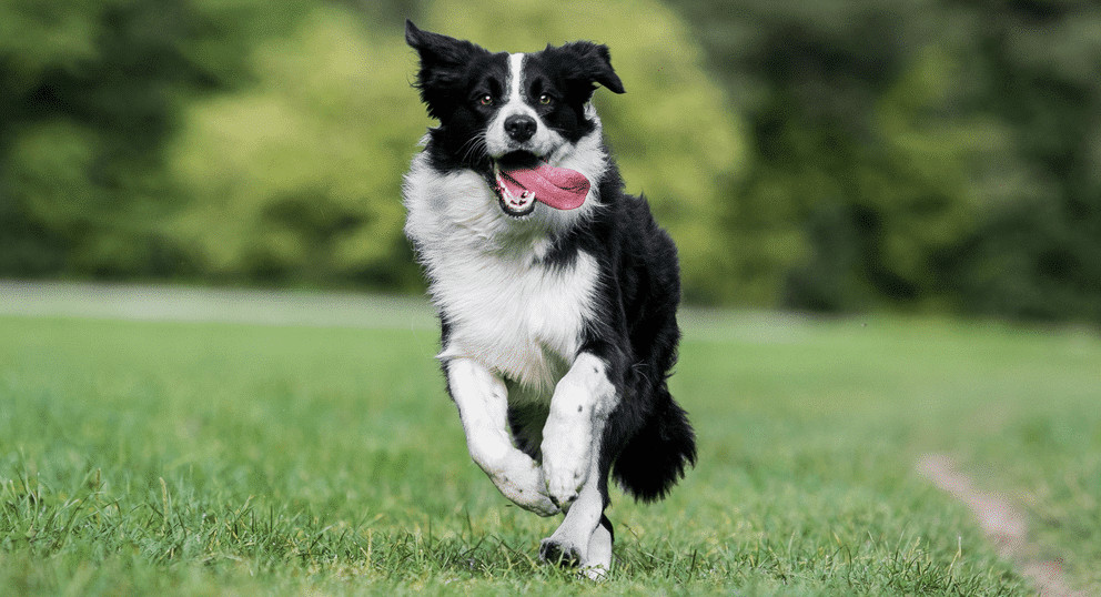 Chó Border Collie tràn đầy năng lượng, sẵn sàng cho các hoạt động thể thao ngoài trời