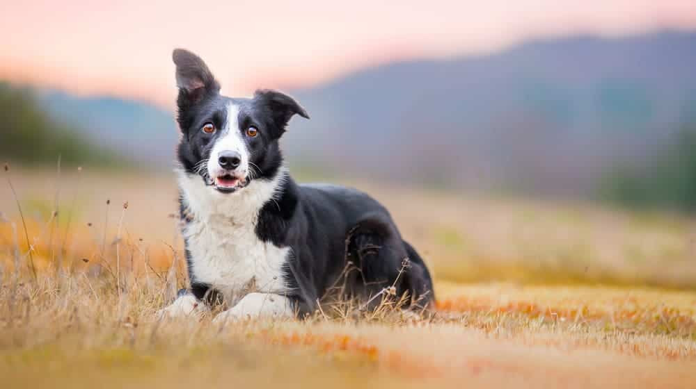 Hình ảnh chó Border Collie tại vùng biên giới, minh họa nguồn gốc giống chó này