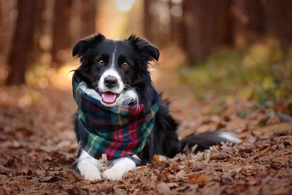 Chó Border Collie với vẻ mặt thông minh, tập trung học hỏi và tiếp thu mệnh lệnh