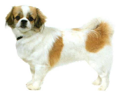 Hình ảnh một chú chó nhỏ với bộ lông mượt mà đang ngồi trên thảm cỏ xanh mướt