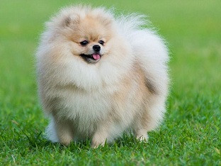 Chó Phốc Sóc thuần chủng với bộ lông dày, màu vàng cam rực rỡ và khuôn mặt lanh lợi