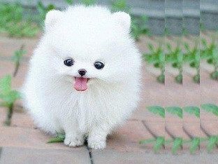 Chó Phốc Sóc mini với bộ lông màu trắng tinh khôi, đôi mắt to tròn và vẻ ngoài đáng yêu