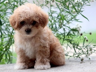 Chó Phốc Sóc lai với đặc điểm pha trộn từ các giống khác, tạo nên vẻ ngoài độc đáo và thu hút