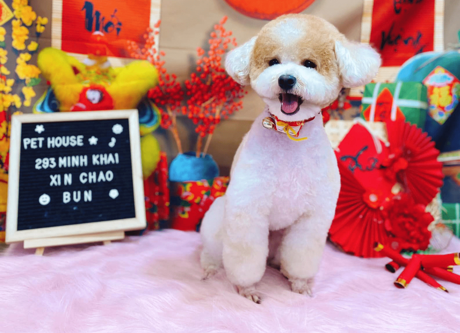 Chú chó Poodle Tiny trưởng thành với bộ lông được cắt tỉa gọn gàng, toát lên vẻ đẹp thanh lịch sau khi được spa