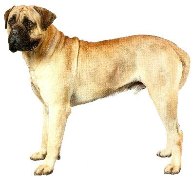 Hình ảnh một chú chó lớn đang đứng oai vệ, thể hiện sự mạnh mẽ và trưởng thành của loài