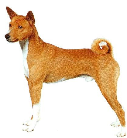 Hình ảnh một chú chó có kích thước trung bình đang chạy trên bãi cỏ, dáng vẻ khỏe mạnh và linh hoạt