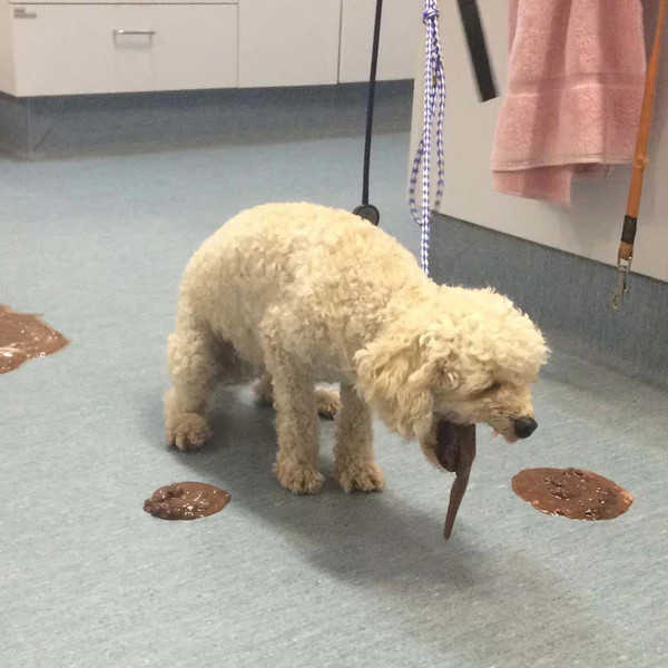 chó ngộ độc socola