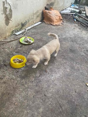 Chó cỏ đực màu trắng với đôi chân ngắn