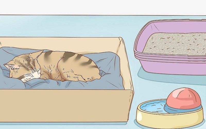 Mèo mẹ tìm kiếm vị trí làm ổ trước khi sinh con